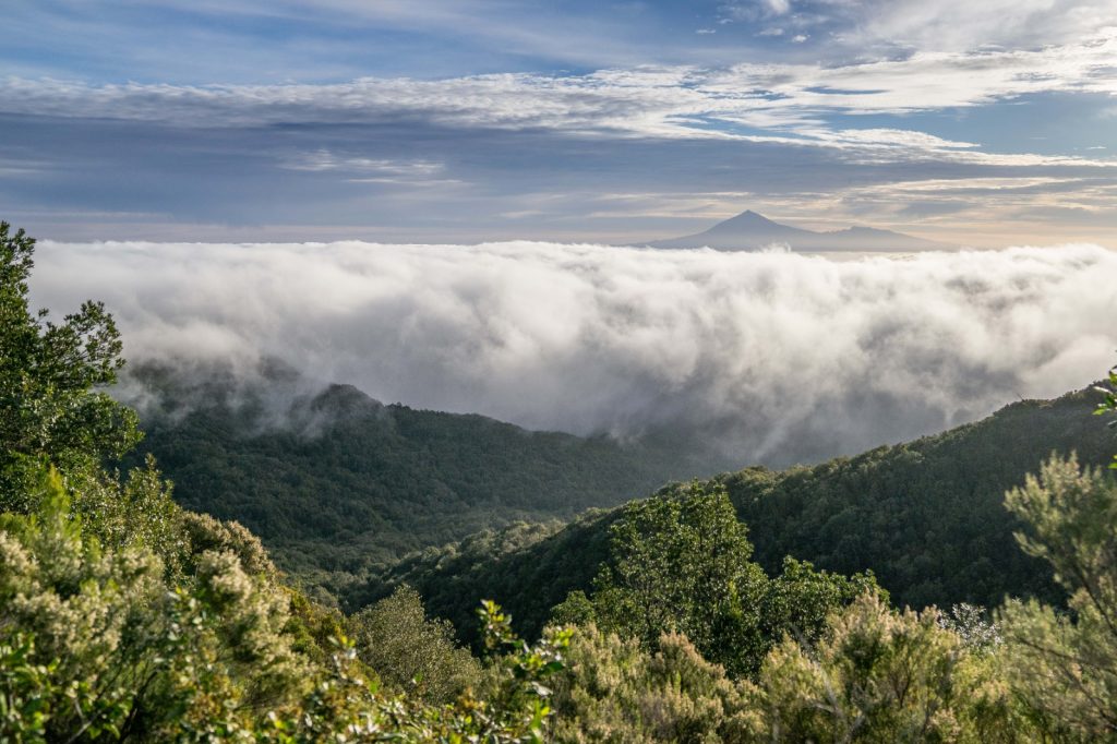 La Reserva de la Biosfera de La Gomera avala tres proyectos para su desarrollo en la isla 