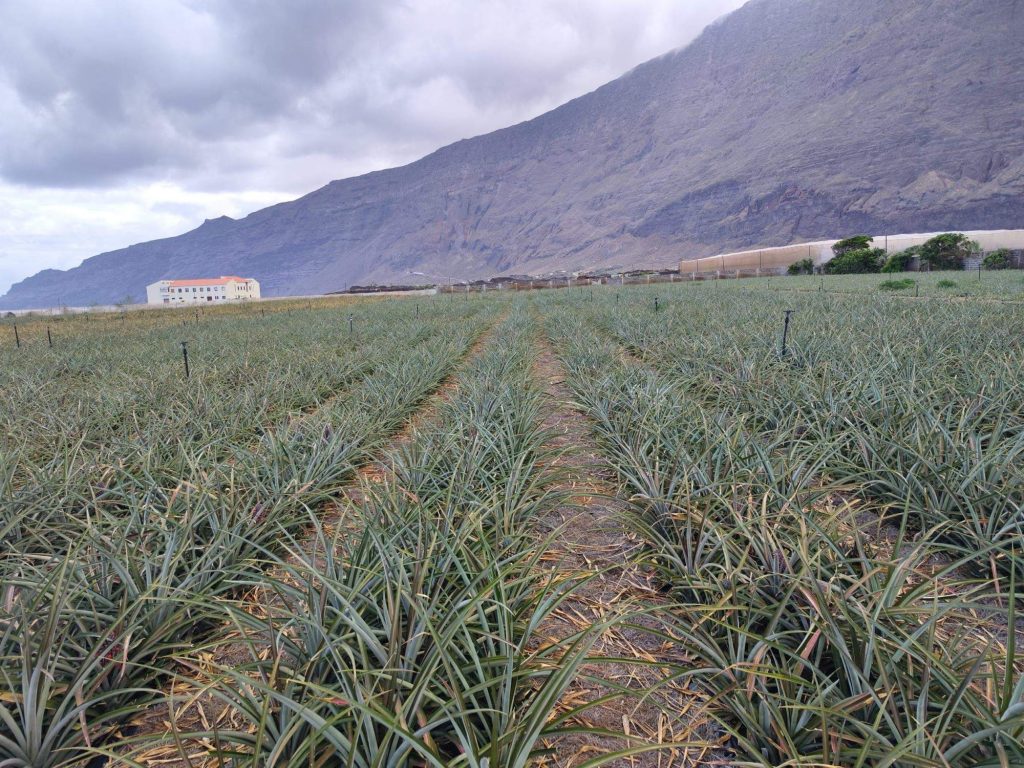 HiperDino confía en los agricultores y productores herreños para comercializar la piña tropical