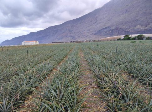 HiperDino confía en los agricultores y productores herreños para comercializar la piña tropical