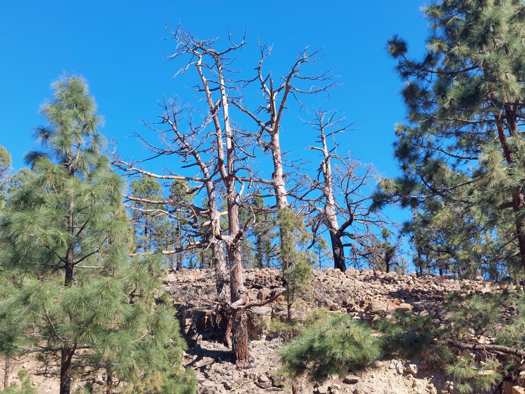 El incendio de Tenerife, una gran catástrofe ecológica que se repite