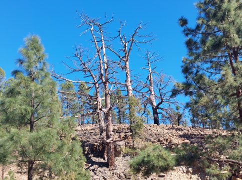 El incendio de Tenerife, una gran catástrofe ecológica que se repite