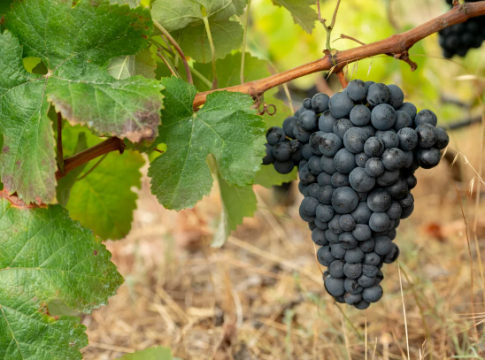 Se convocan elecciones de representantes de los sectores vitícola y vinícola del Consejo Regulador de la Denominación de Origen Protegida de Vinos de Gran Canaria