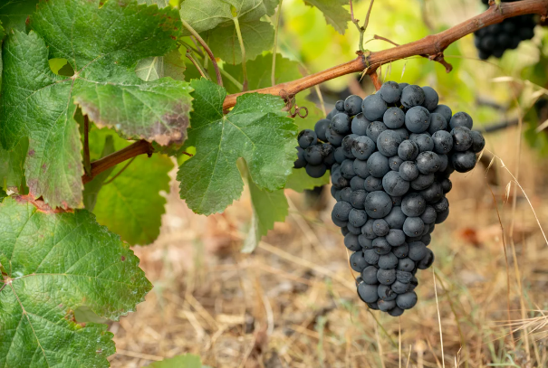 Se convocan elecciones de representantes de los sectores vitícola y vinícola del Consejo Regulador de la Denominación de Origen Protegida de Vinos de Gran Canaria