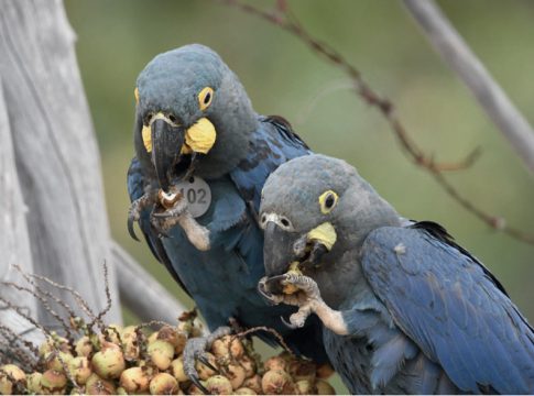 Loro Parque Fundación consolida la reintroducción en la naturaleza del casi extinto guacamayo de Lear