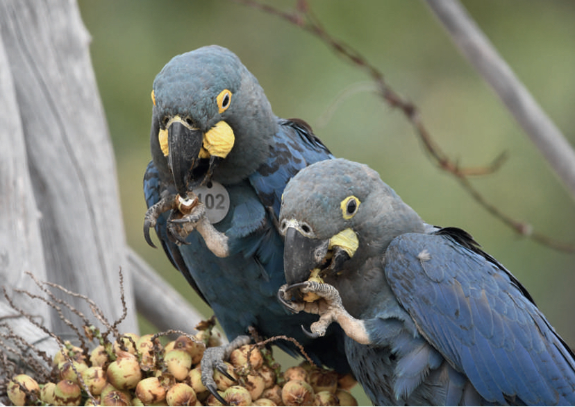 Loro Parque Fundación consolida la reintroducción en la naturaleza del casi extinto guacamayo de Lear