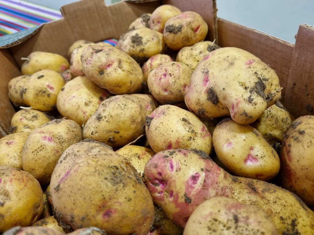 Autorizada la importación de papas en Canarias procedentes de Reino Unido