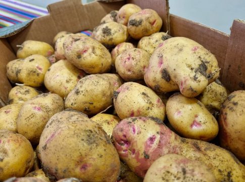 Autorizada la importación de papas en Canarias procedentes de Reino Unido