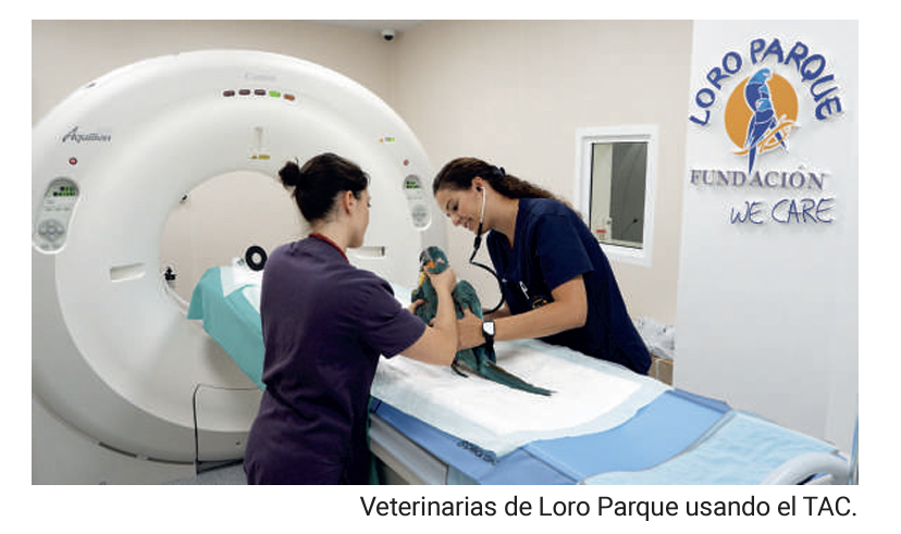 Loro Parque incorpora un tac que permitirá avanzar en la atención veterinaria y el bienestar animal