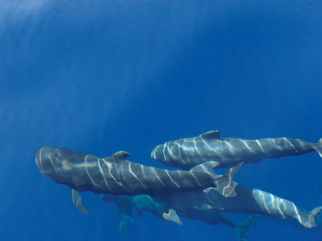 Loro Parque Fundación plantea un santuario marino en la Macaronesia