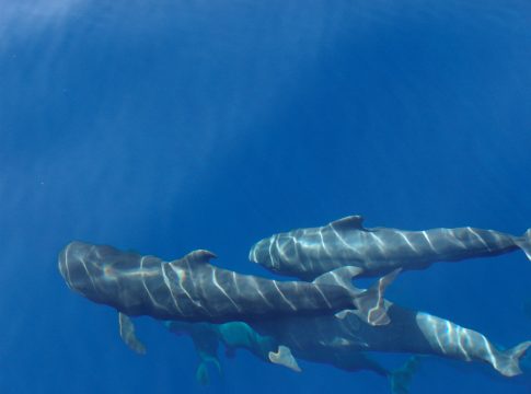 Loro Parque Fundación plantea un santuario marino en la Macaronesia