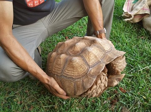 Santa Cruz de Tenerife apela a la responsabilidad ciudadana tras la creciente aparición de especies exóticas