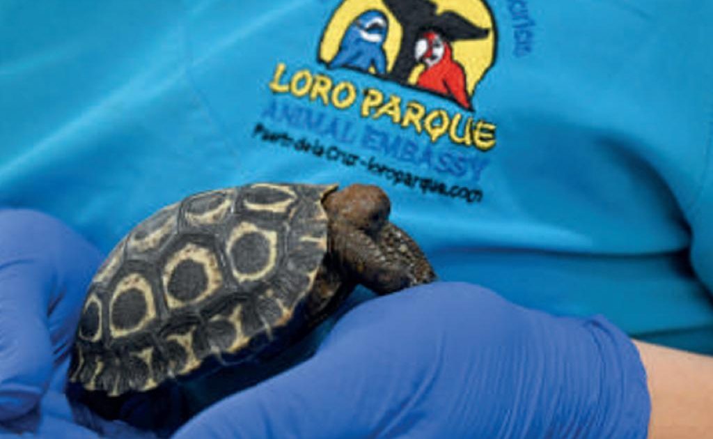Nacen en Loro Parque cuatro crías de tortuga gigante de Galápagos, un extraordinario hito para la conservación de esta especie en peligro de extinción