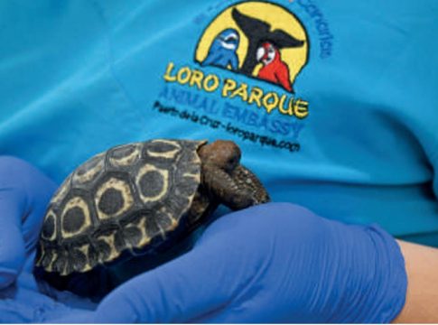 Nacen en Loro Parque cuatro crías de tortuga gigante de Galápagos, un extraordinario hito para la conservación de esta especie en peligro de extinción