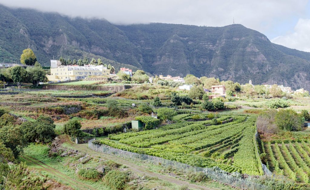 La DOP Islas Canarias – Canary Wine cierra un año exitoso con más de un millón de botellas de vino comercializadas