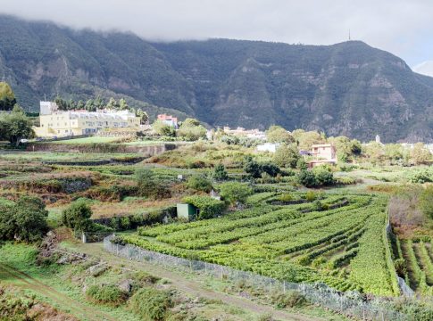 La DOP Islas Canarias – Canary Wine cierra un año exitoso con más de un millón de botellas de vino comercializadas