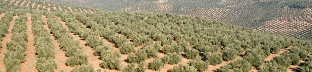 ASAGA Canarias desaprueba reanudar la conexión marítima con el Puerto de Tarfaya por temor a la entrada de plagas y enfermedades agrícolas y ganaderas