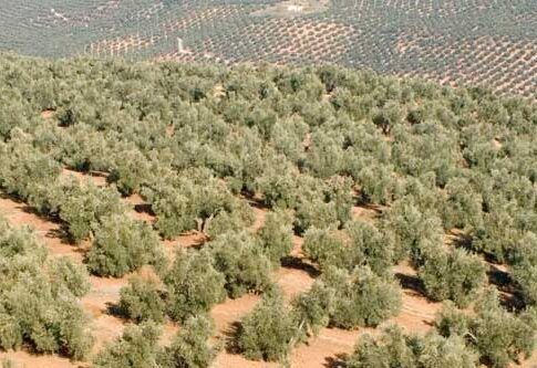 ASAGA Canarias desaprueba reanudar la conexión marítima con el Puerto de Tarfaya por temor a la entrada de plagas y enfermedades agrícolas y ganaderas