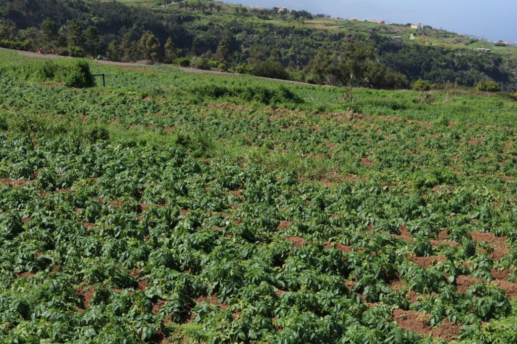 Los Realejos inicia su campaña anual de desratización para los sectores agrario y ganadero del municipio