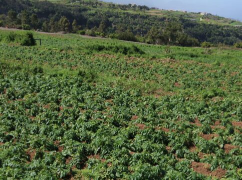 Los Realejos inicia su campaña anual de desratización para los sectores agrario y ganadero del municipio