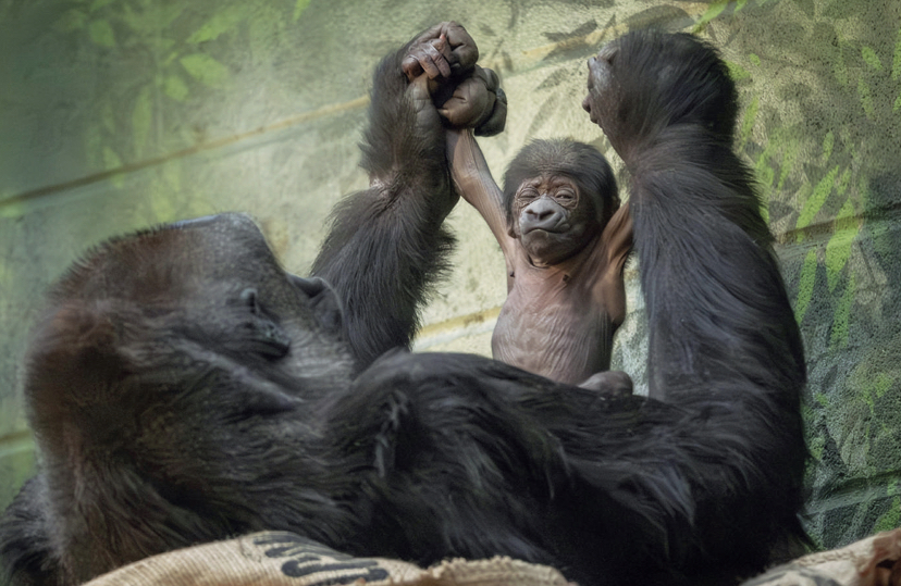 Nueva esperanza para los gorilas de llanura: nace una nueva cría en el zoo de Londres, hija de un macho procedente de Loro Parque