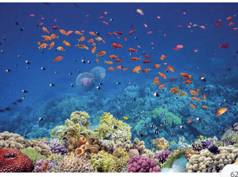 Loro Parque estrenará la mayor reserva de coral fuera de los océanos