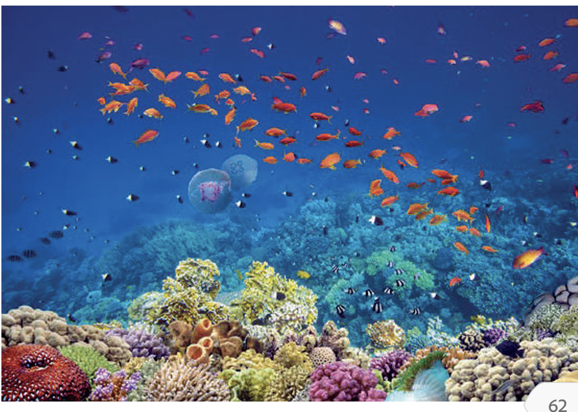 Loro Parque estrenará la mayor reserva de coral fuera de los océanos