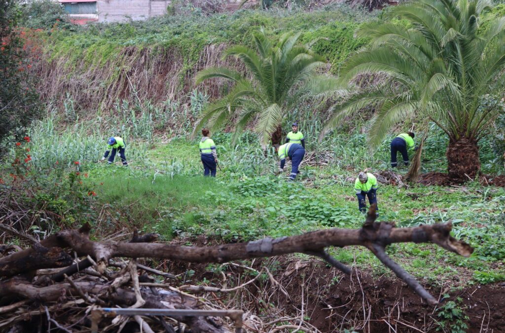 El Ayuntamiento de Tacoronte mejora el barranco Granados, en la zona de Hoya Machado