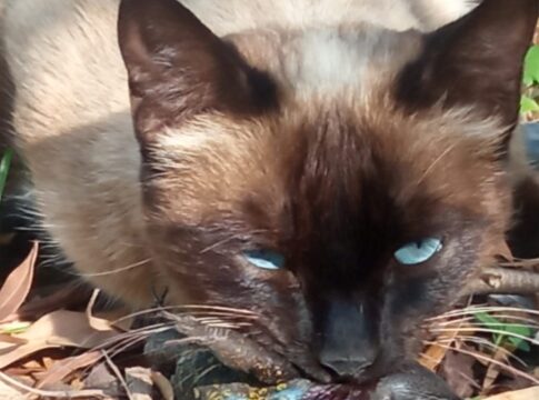Las asociaciones ABEQUE, ACBC, ATAN, GOHNIC y presentan alegaciones al borrador de ordenanza municipal reguladora de la tenencia de animales del Ayuntamiento de Buenavista del Norte