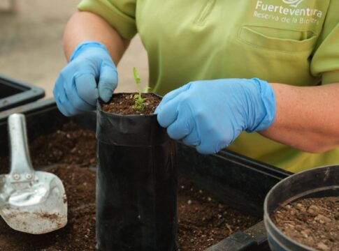 El Cabildo promueve la restauración de ecosistemas terrestres de la Isla con fondos de la UE-Next Generation