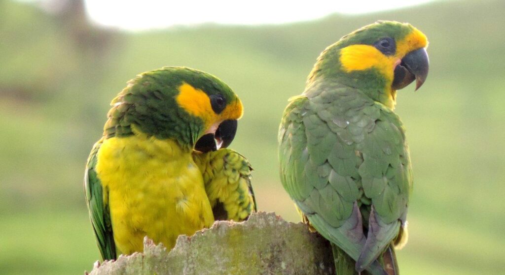 Conseguir 100.000 compromisos para salvar y proteger especies, el objetivo del World Species Congress