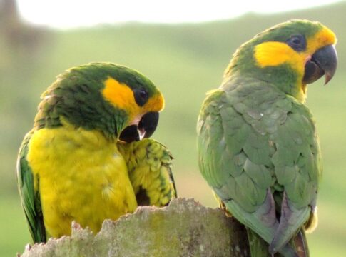 Conseguir 100.000 compromisos para salvar y proteger especies, el objetivo del World Species Congress