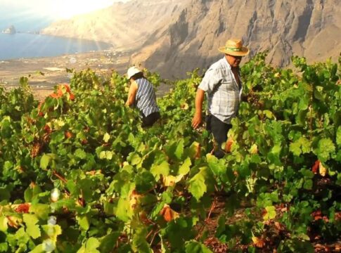 La D.O. El Hierro recibe altas puntuaciones en la cata de la prestigiosa guía de vinos del Grupo Peñín