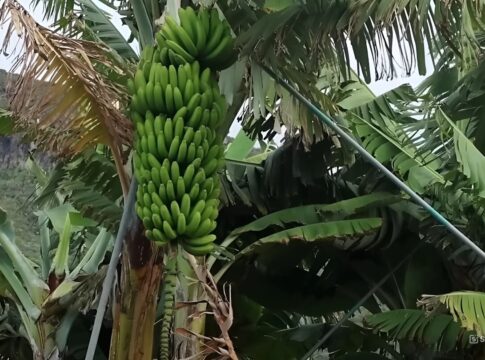 Exigen al Gobierno canario que actúe contra ASPROCAN por no acreditar los requisitos legales de asociación y reclama la devolución del dinero pagado por los agricultores