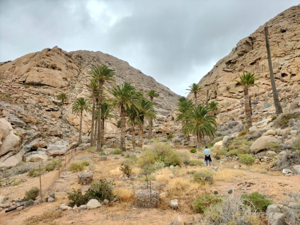 El Cabildo de Fuerteventura refuerza las labores para conservar el Palmeral de Barranco del Buen Paso