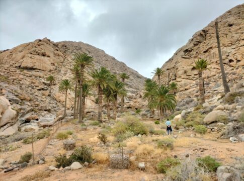 El Cabildo de Fuerteventura refuerza las labores para conservar el Palmeral de Barranco del Buen Paso
