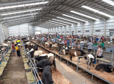 La 38ª Edición de la Feria de Agricultura, Ganadería y Pesca de Fuerteventura (FEAGA) se celebrará del 3 al 6 de abril de 2025