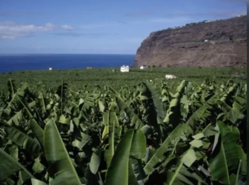 ASAGA Canarias defiende los cambios en la ayuda POSEI  del plátano, a través de una PNL, para la supervivencia de las explotaciones tradicionales
