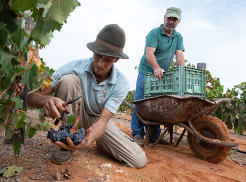 Fuerteventura acoge un taller de agricultura regenerativa para impulsar la producción de vino