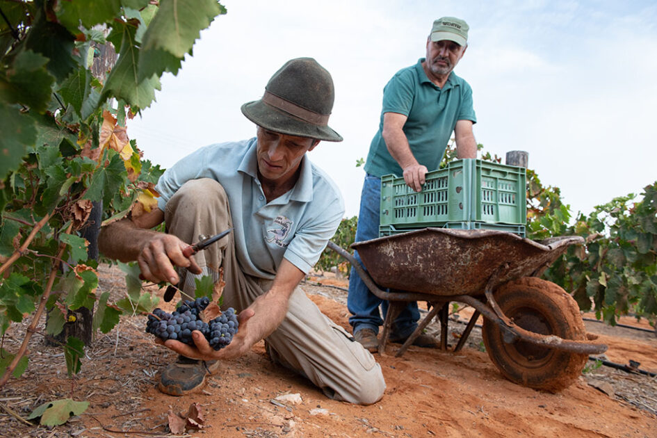 Fuerteventura acoge un taller de agricultura regenerativa para impulsar la producción de vino