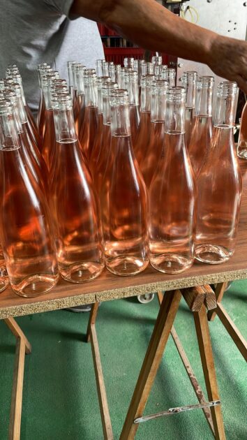 Bodega Tierra Viva inicia el proceso de embotellado tras una vendimia limitada, pero de buena calidad en Lanzarote