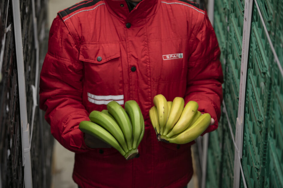 SPAR Gran Canaria renueva el certificado de su proceso  de maduración controlada del  plátano de Canarias