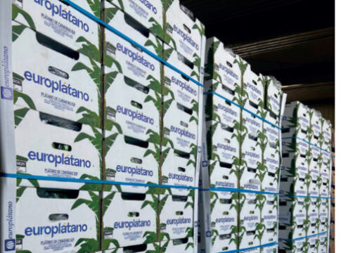Elisa Martínez: “Los agricultores de Europlátano cuentan con sus propias instalaciones de maduración en Península”
