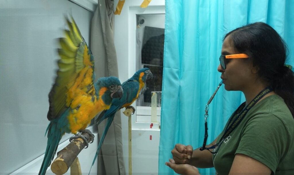 Loro Parque Fundación colabora en un estudio que revela la gran capacidad de imitación de los loros