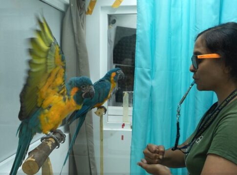 Loro Parque Fundación colabora en un estudio que revela la gran capacidad de imitación de los loros
