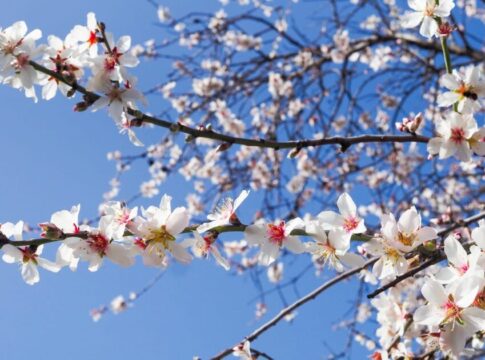26 establecimientos de restauración y comerciales participan en la Ruta Gastronómica en torno al Almendro en Flor