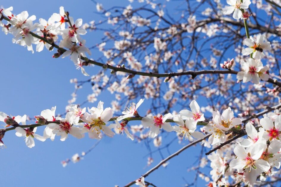 26 establecimientos de restauración y comerciales participan en la Ruta Gastronómica en torno al Almendro en Flor
