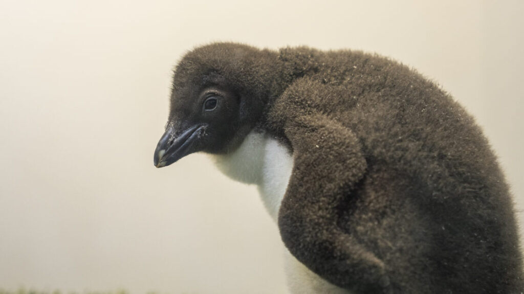 La familia de Planet Penguin en Loro Parque sigue creciendo con 6 nuevas crías