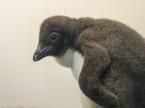 La familia de Planet Penguin en Loro Parque sigue creciendo con 6 nuevas crías
