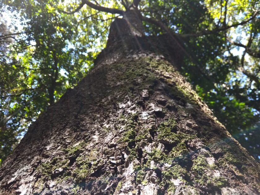 Bruno Barreto: "Todo lo relacionado con el medio ambiente se ha convertido en piedra angular para futuros desarrollos"