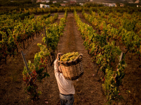 La DOP Islas Canarias - Canary Wine introduce nuevas herramientas para mejorar la gestión y sostenibilidad de los viñedos